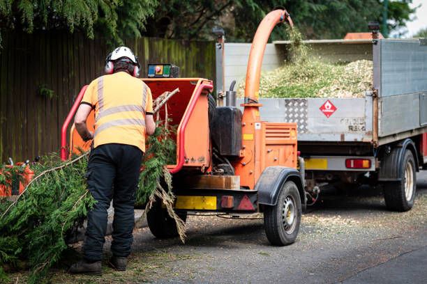 Best Emergency Tree Removal  in Morada, CA