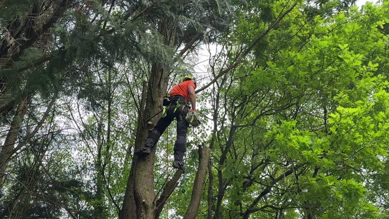 Best Hedge Trimming  in Morada, CA