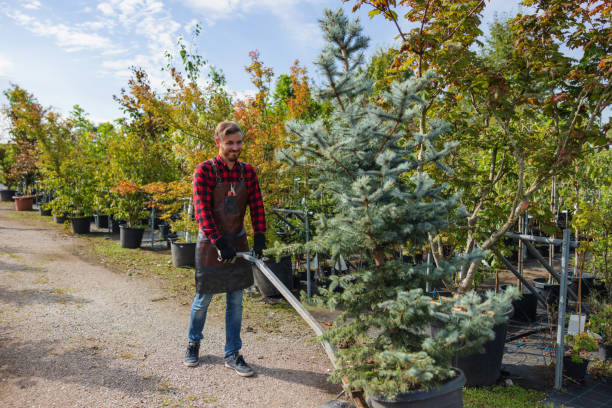 Best Hazardous Tree Removal  in Morada, CA