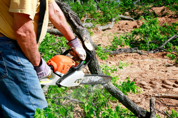 Best Grass Overseeding  in Morada, CA